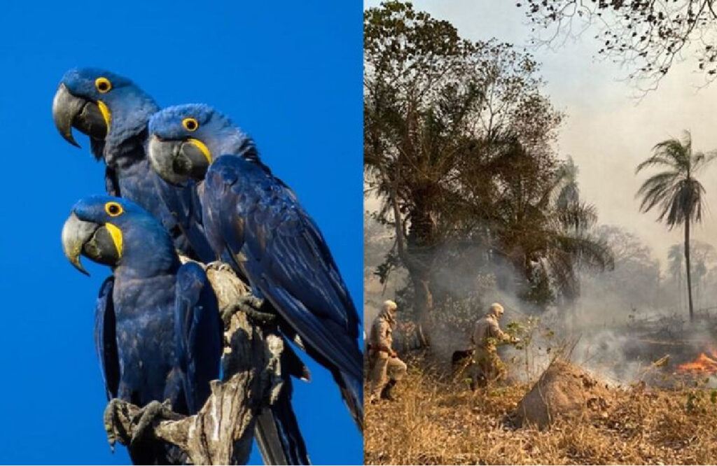 Papagayo Azul