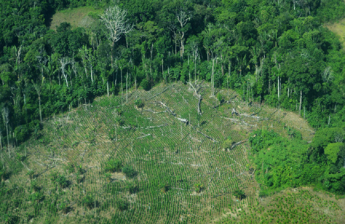 El principal reto en Colombia es frenar la deforestación 