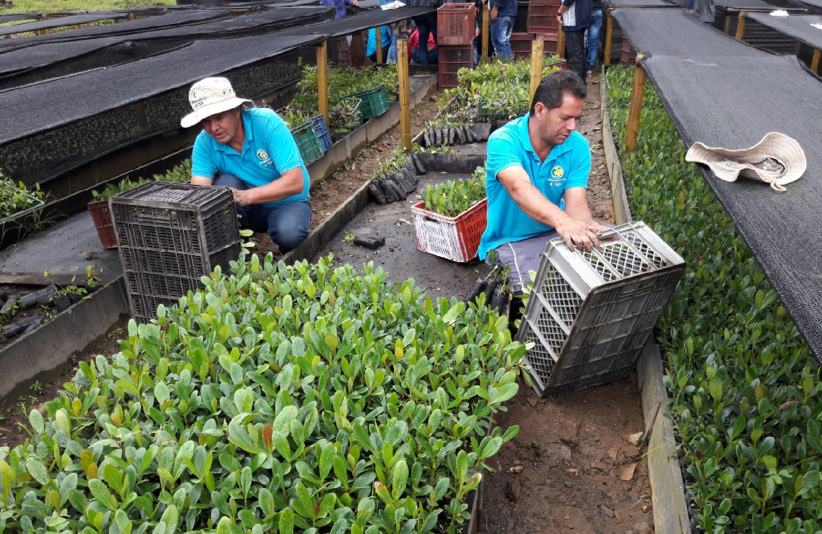 Bioviveros comunitarios, la apuesta sostenible en Antioquia