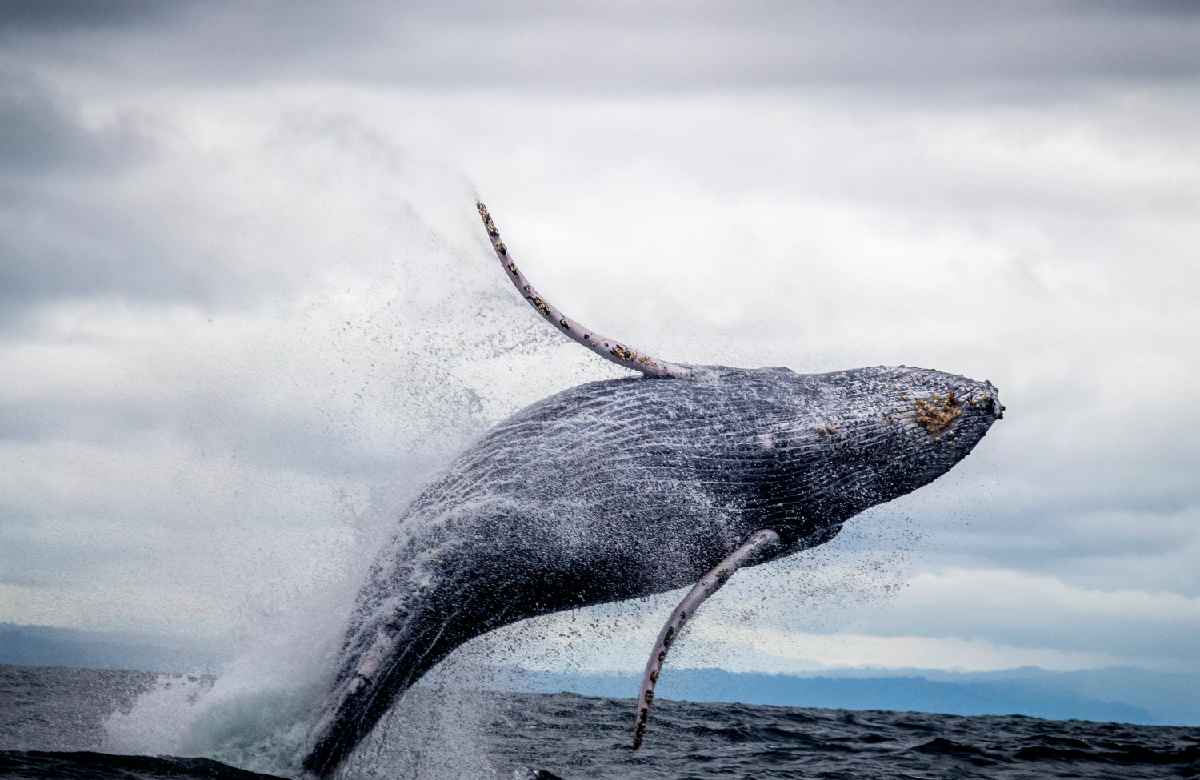 ballena