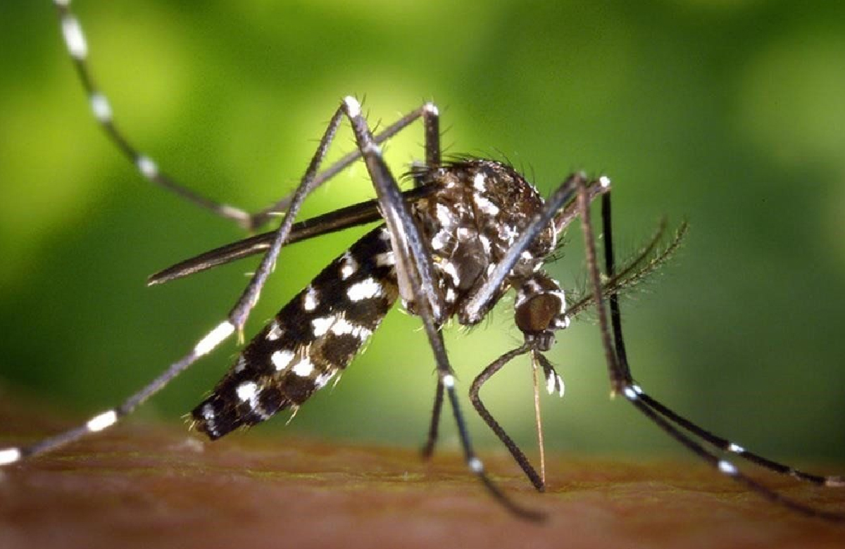 dengue