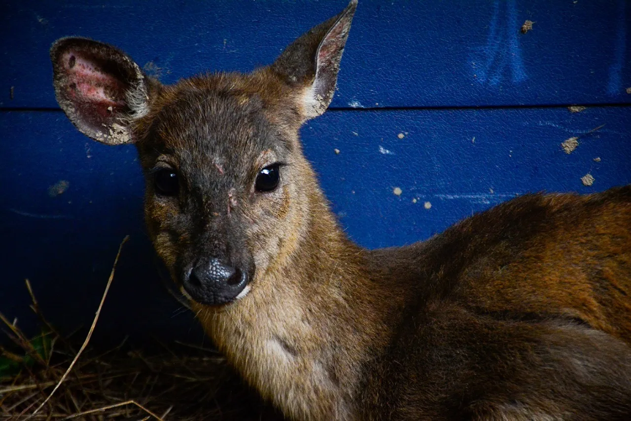 venado