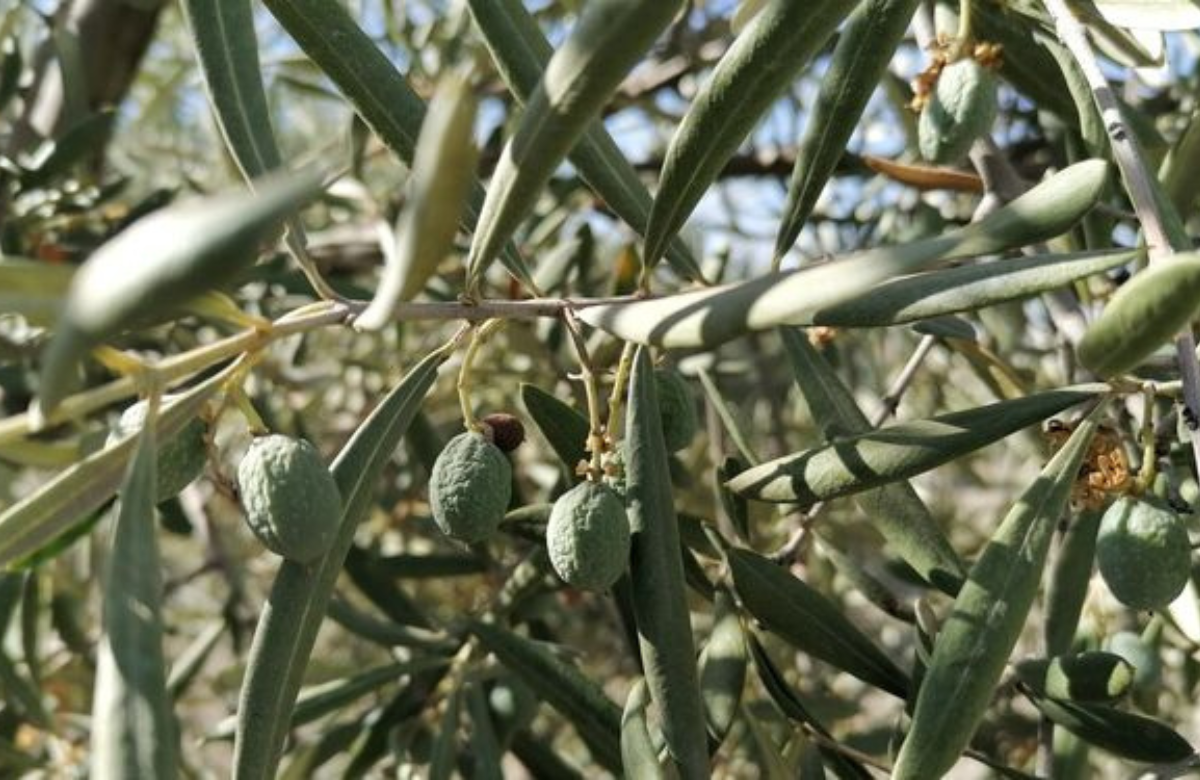 España; fuerte sequía amenaza a los agricultores de aceitunas