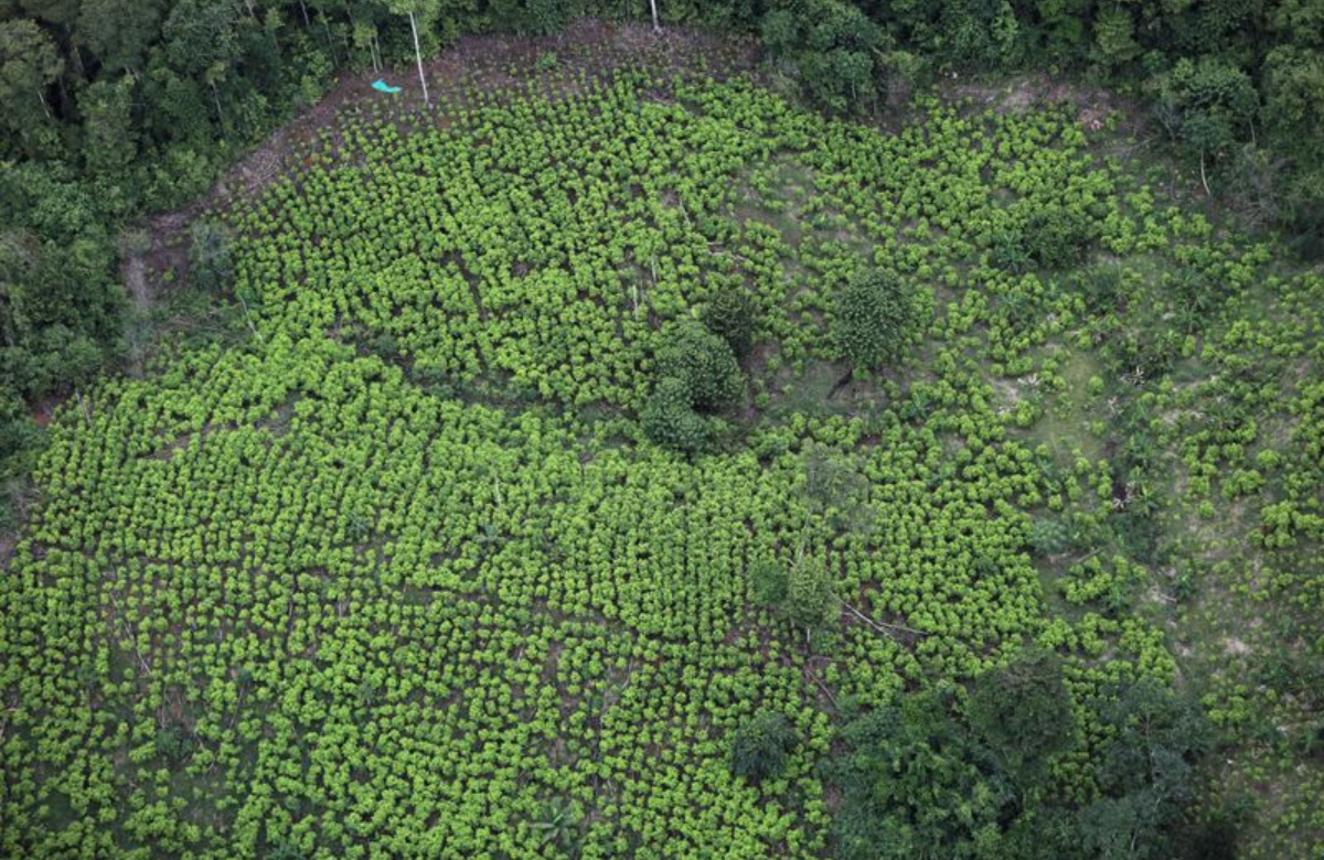 Estados Unidos suspende monitoreo de los campos de coca en Colombia