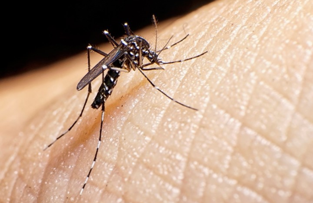 OPS alerta sobre el aumento de casos de Dengue en América Latina