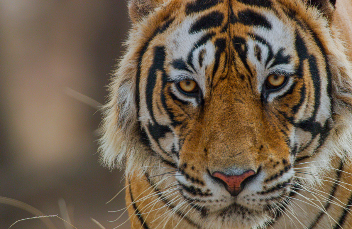 La película de Disneynature, "Tigres", se centra en la historia de Ambar, una joven tigresa que cría a sus cachorros en los bosques de la India.