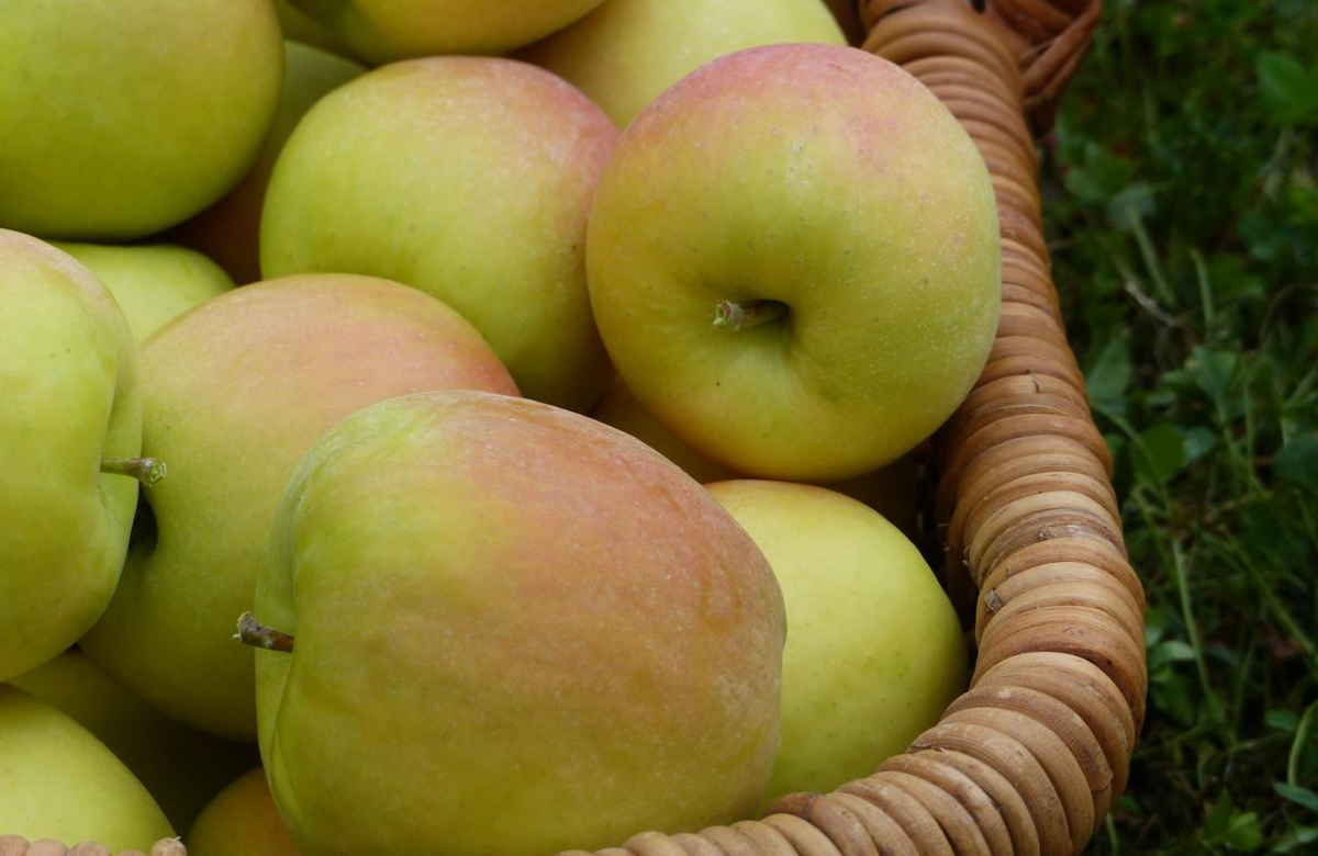 Comienza la temporada de manzanas francesas en Colombia con enfoque en sostenibilidad