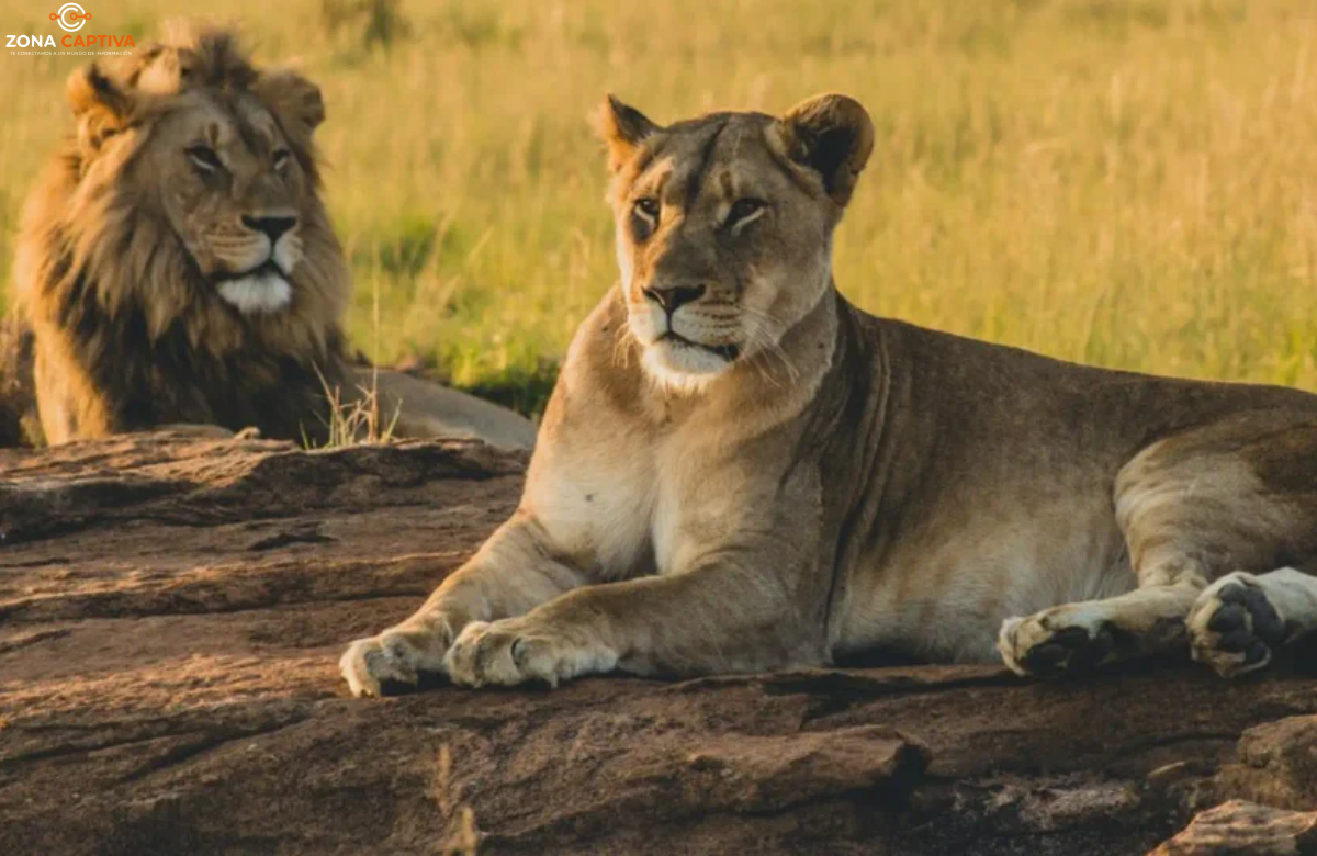 Niño desaparecido es hallado con vida en una reserva llena de leones en Zimbabue