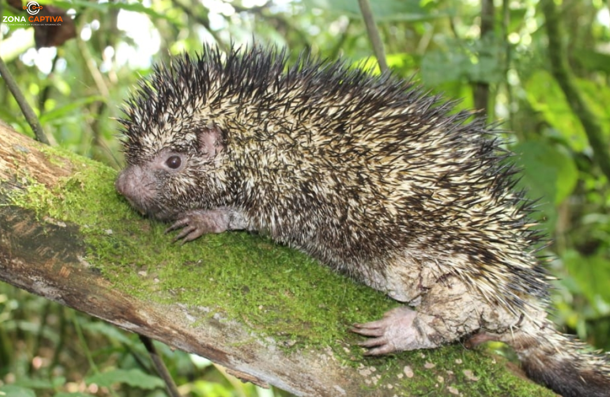 Descubren nueva especie de puercoespín en Colombia tras más de un siglo