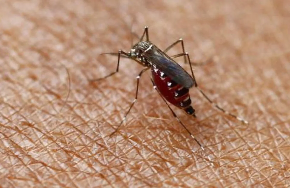 Declaran emergencia sanitaria en Colombia por brote de fiebre amarilla