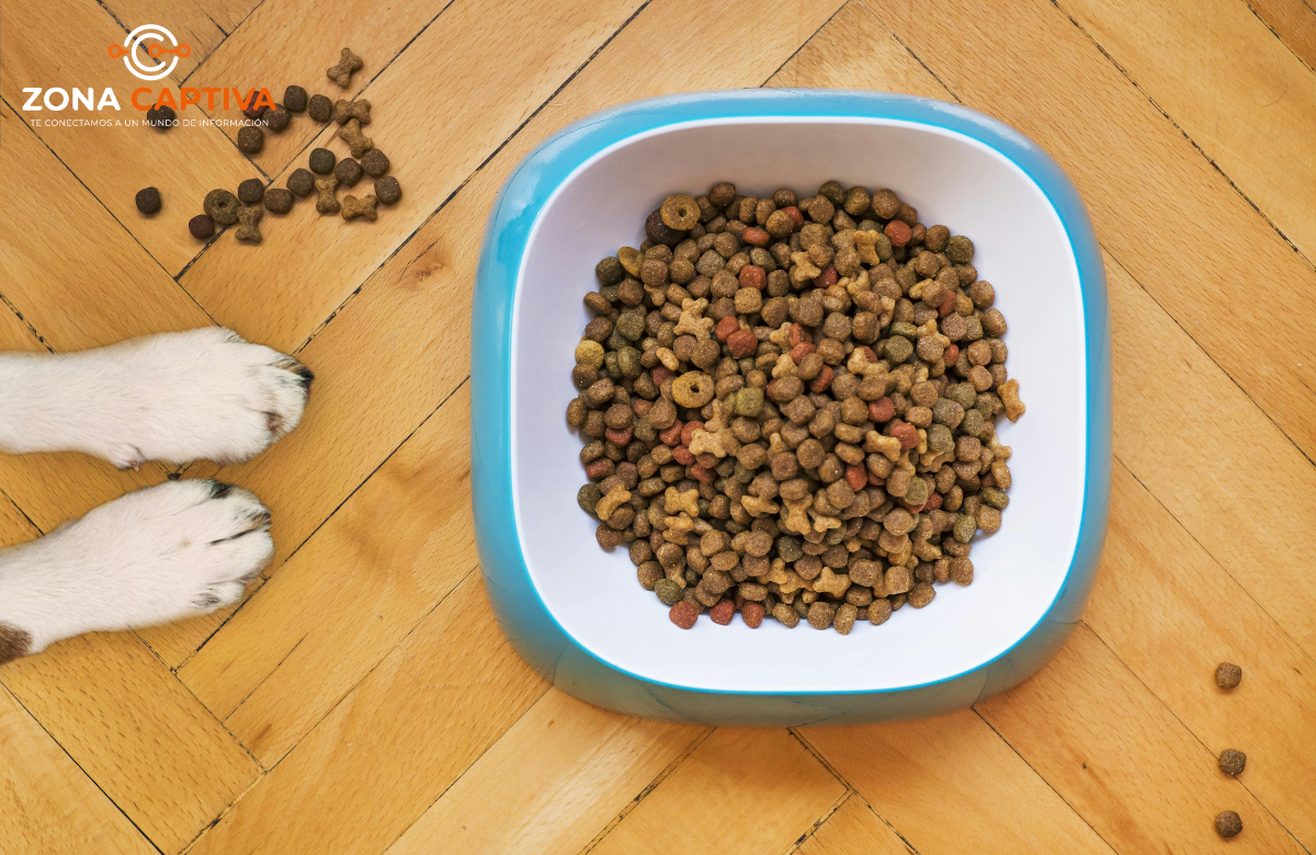 ¿Qué debe tener el alimento de su mascota? Cuatro claves para cuidar su salud desde la nutrición