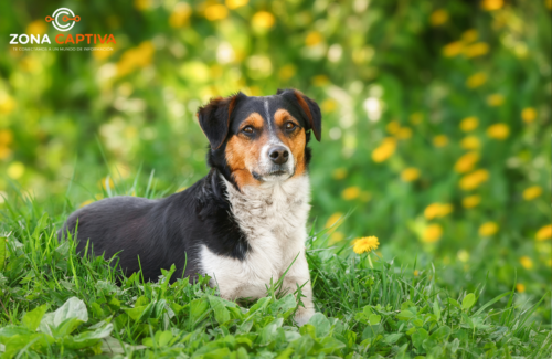 Los perros criollos derriban mitos y conquistan los hogares colombianos