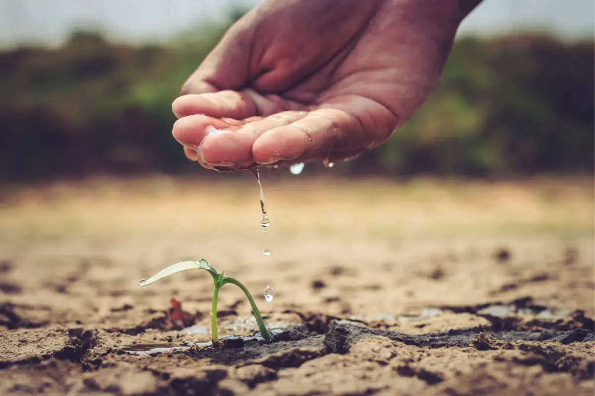 Agro colombiano debe adaptar gestión de cultivos frente al Fenómeno de El Niño