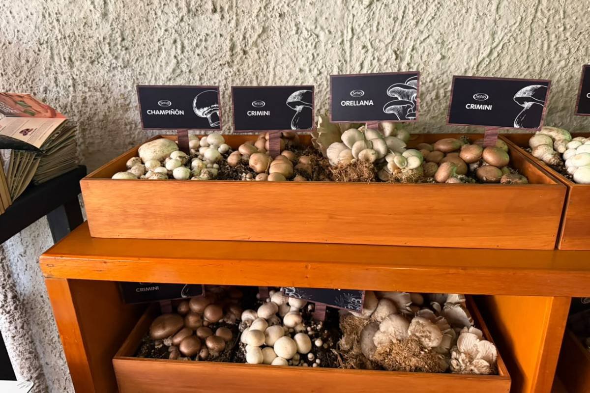 Setas de Cuivá lidera el mercado colombiano con producción sostenible y local